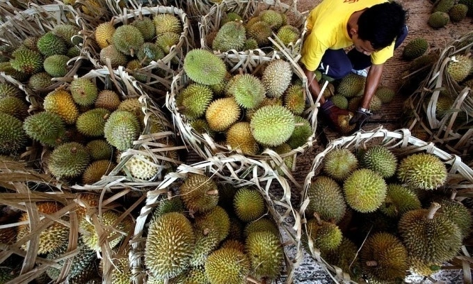 Malaysia to debut 3 new durians, adding to over 200 existing varieties
