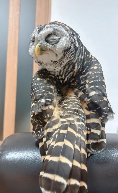 土偶みたいなフクロウ】羽繕い中のフクロウさん…目をつむる顔に