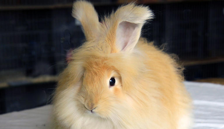4 Care Tips for Angora Rabbit Breeds