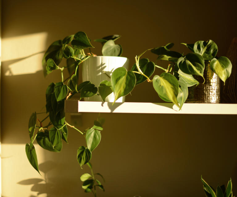 Image showcasing How to make your own philodendron potting mix – an easy recipe for ...