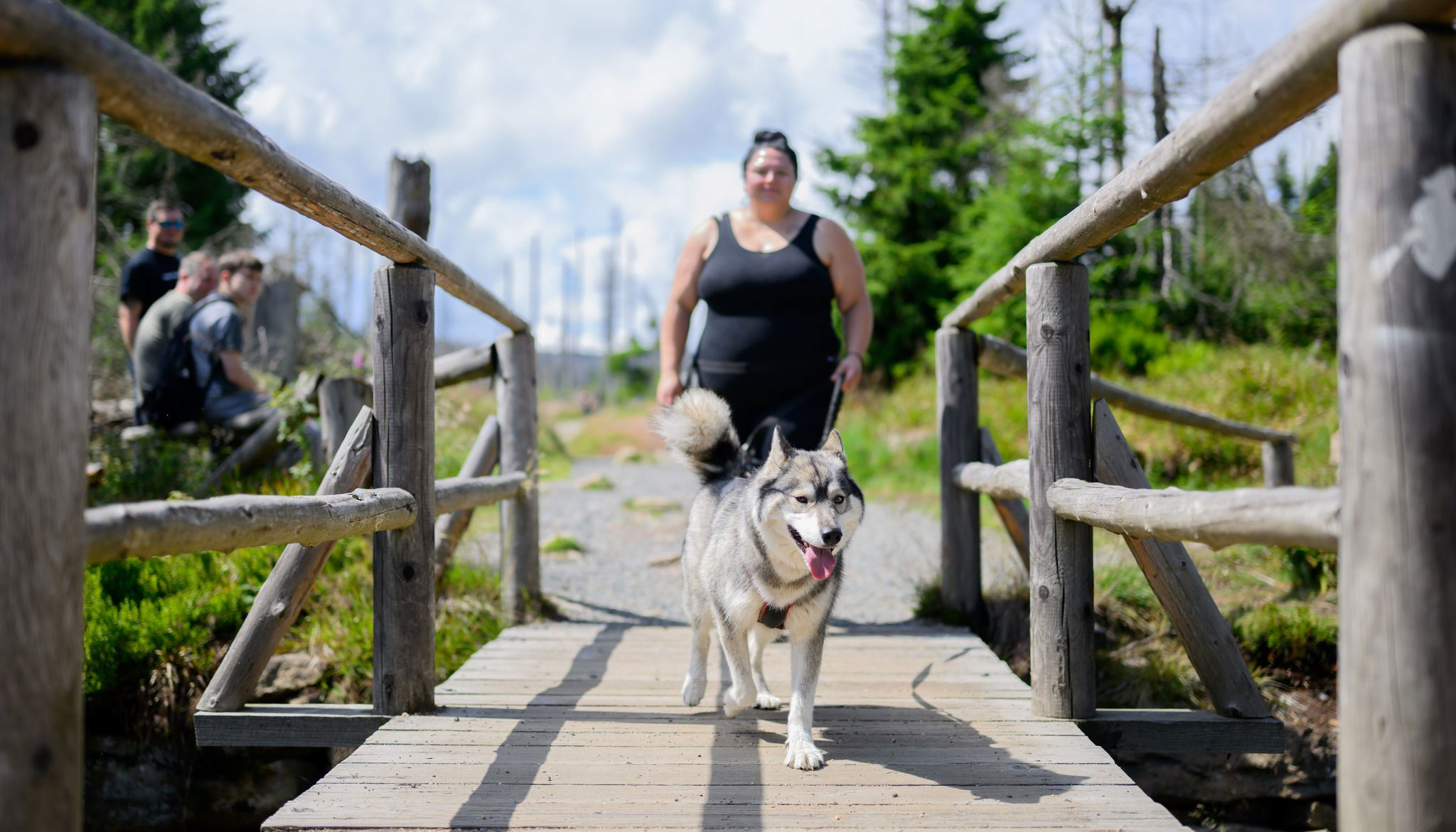 Im Harz können Hunde Kaiser werden Im Harz können Hunde Kaiser werden