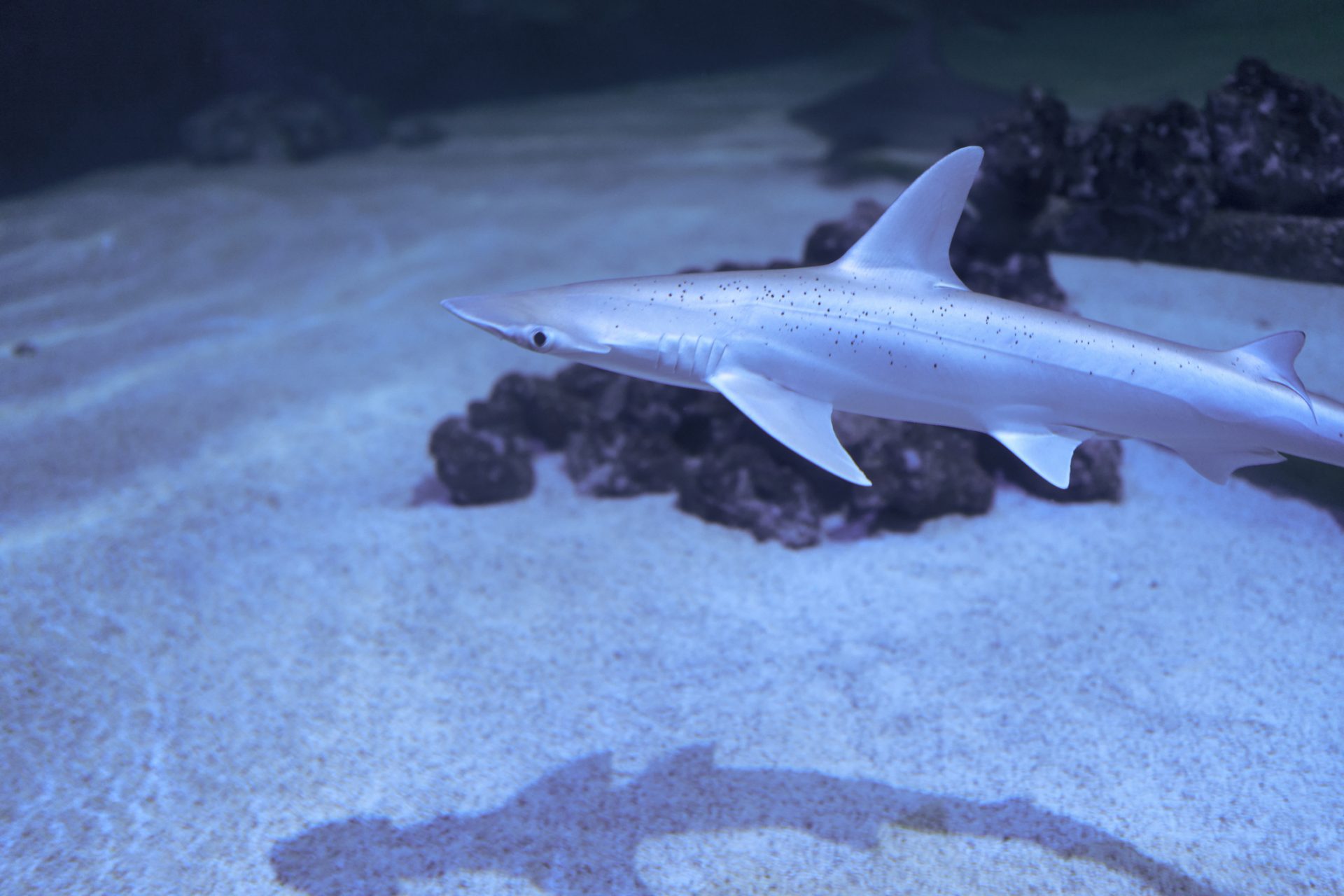 Sharks: separating fact from fiction