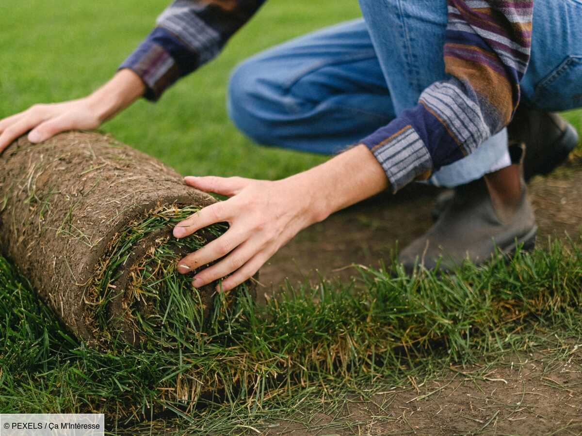 A Quelle Periode Planter Du Gazon