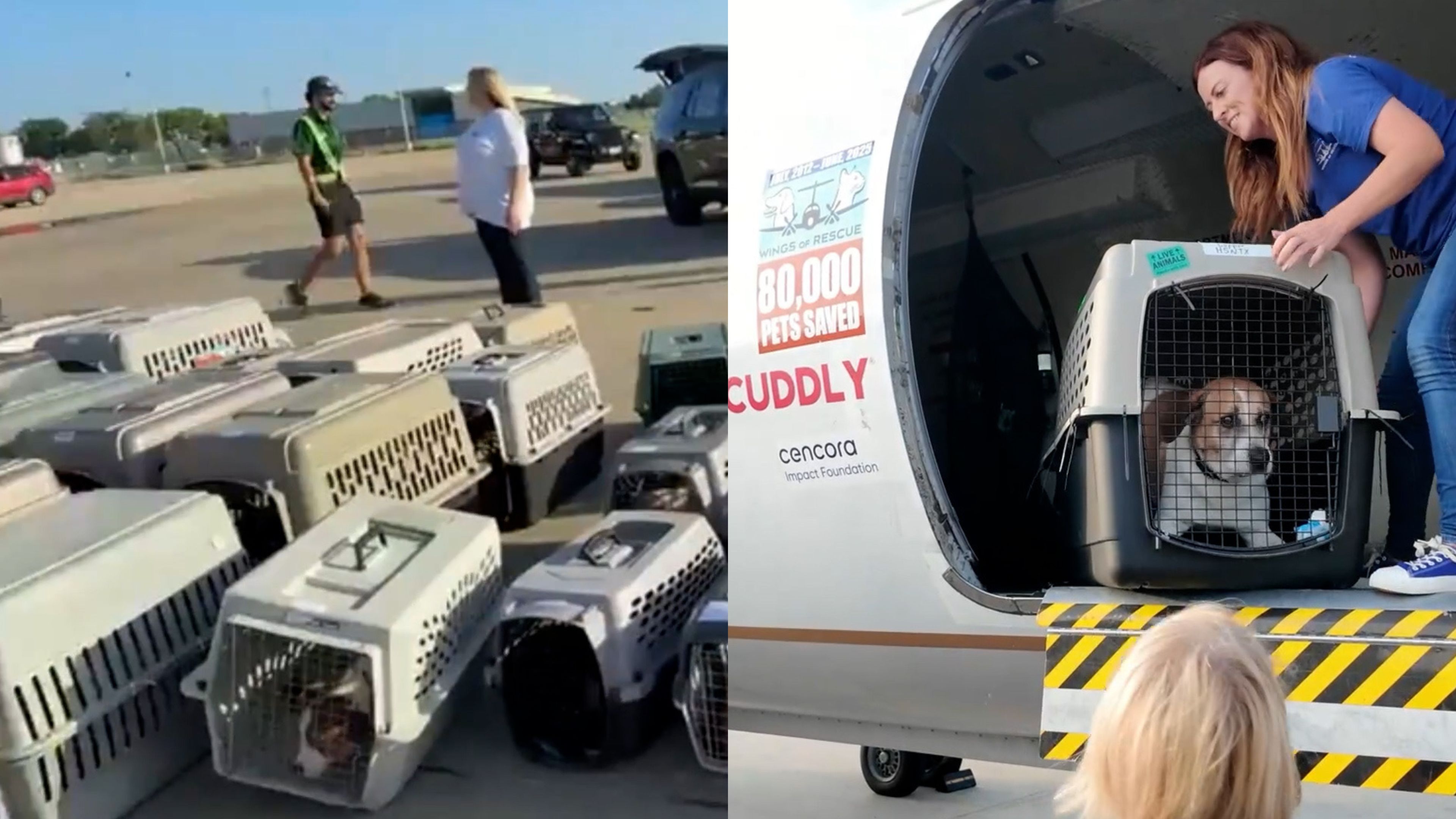 dutzende-haustiere-nach-berschwemmungen-in-texas-gerettet