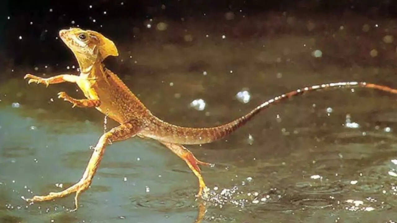 Jesus Christ lizard that walks on water, two headed snake and other ...
