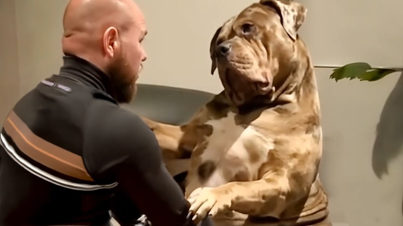 Giant Dog Thinks He’s a Puppy—and It’s So Sweet