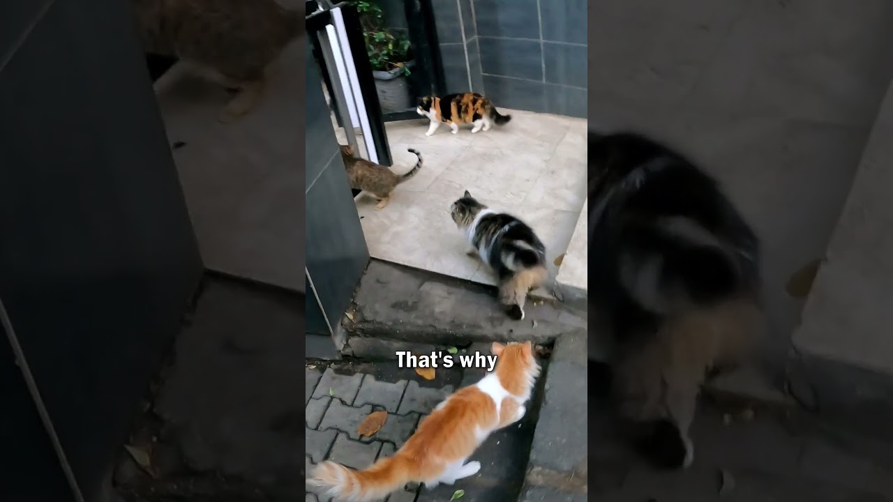 Istanbul is the City of Cats