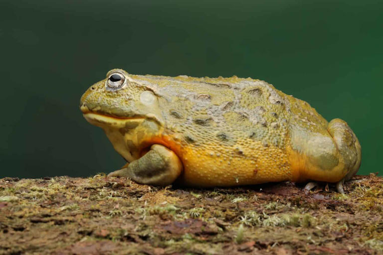 How an African bullfrog exhausted a deadly boomslang while barely moving