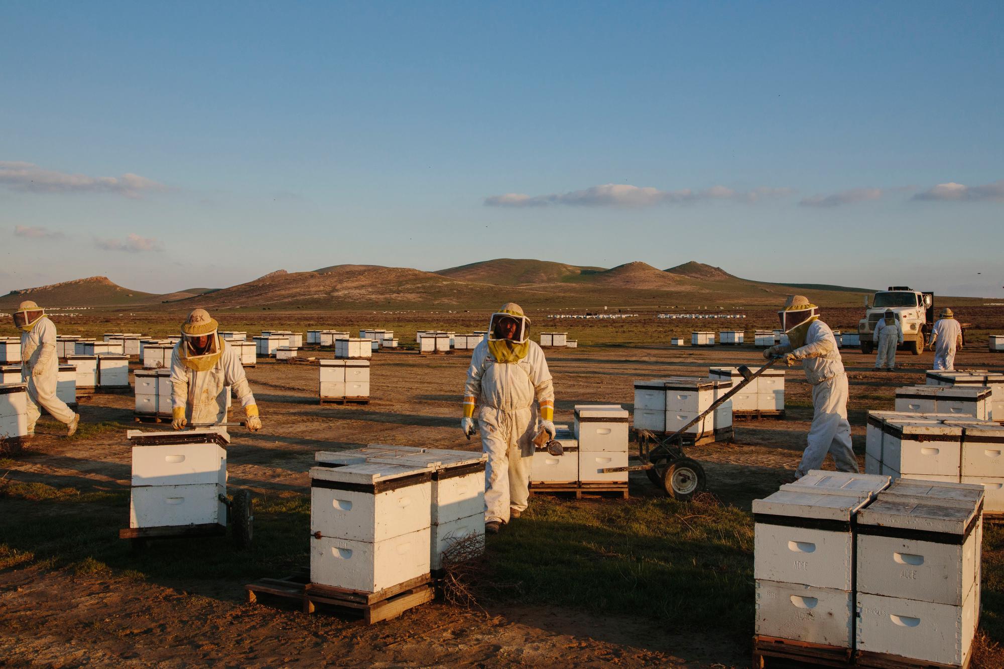 Death Spiral Looms: Scientists Uncover Cause Behind Record Bee Die-Offs in U.S.