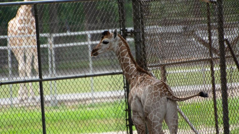 Meet Mbi The new baby giraffe - AA1IcHIn.img