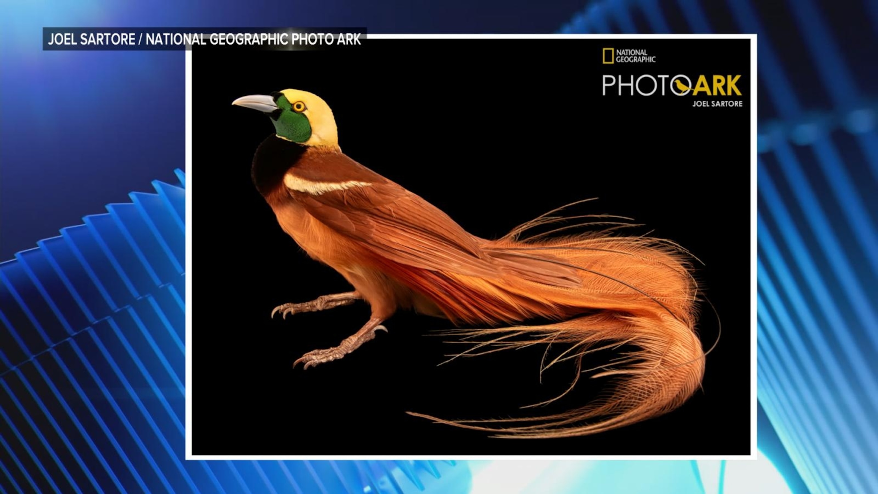 17,000 animal species captured on camera for Nat Geo project