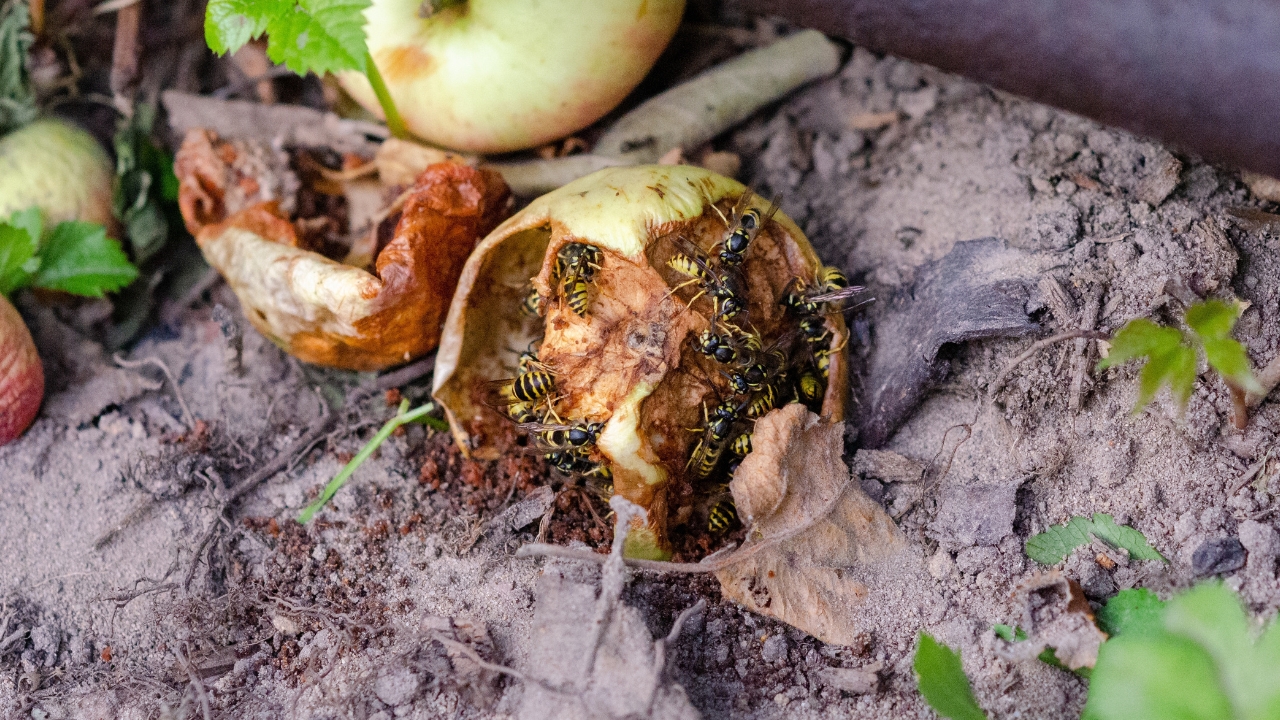 10 Garden Choices That Attract the Wrong Insects