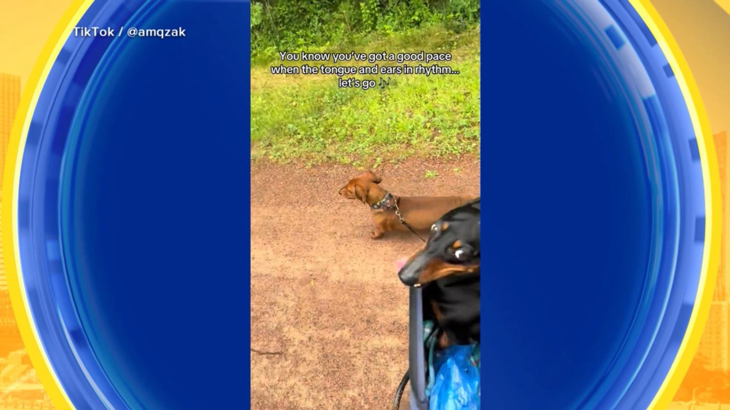 Paralyzed dachshund loves his dog stroller