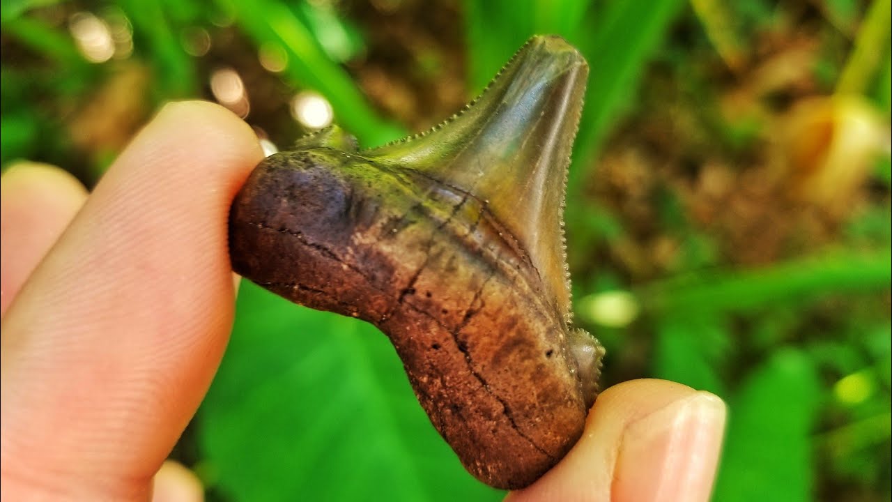 I Found a Tooth to the Ancestor of the Megalodon! SCUBA Diving for Ice ...