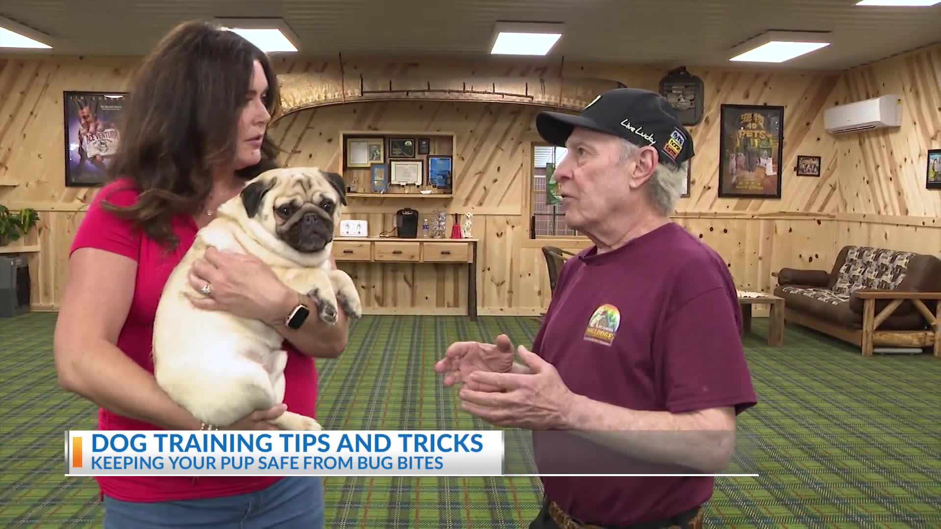 Dog training tips and tricks