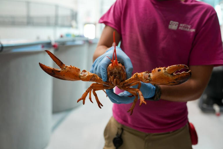 Golden lobster rescued from grocery store now on display at Mystic Aquarium