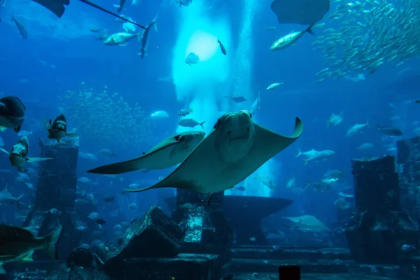 US aquariums facing ethical questions