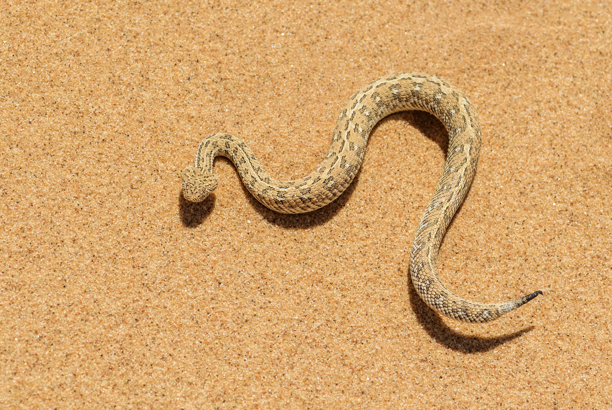 15 Snake Behaviors That Seem Almost Supernatural