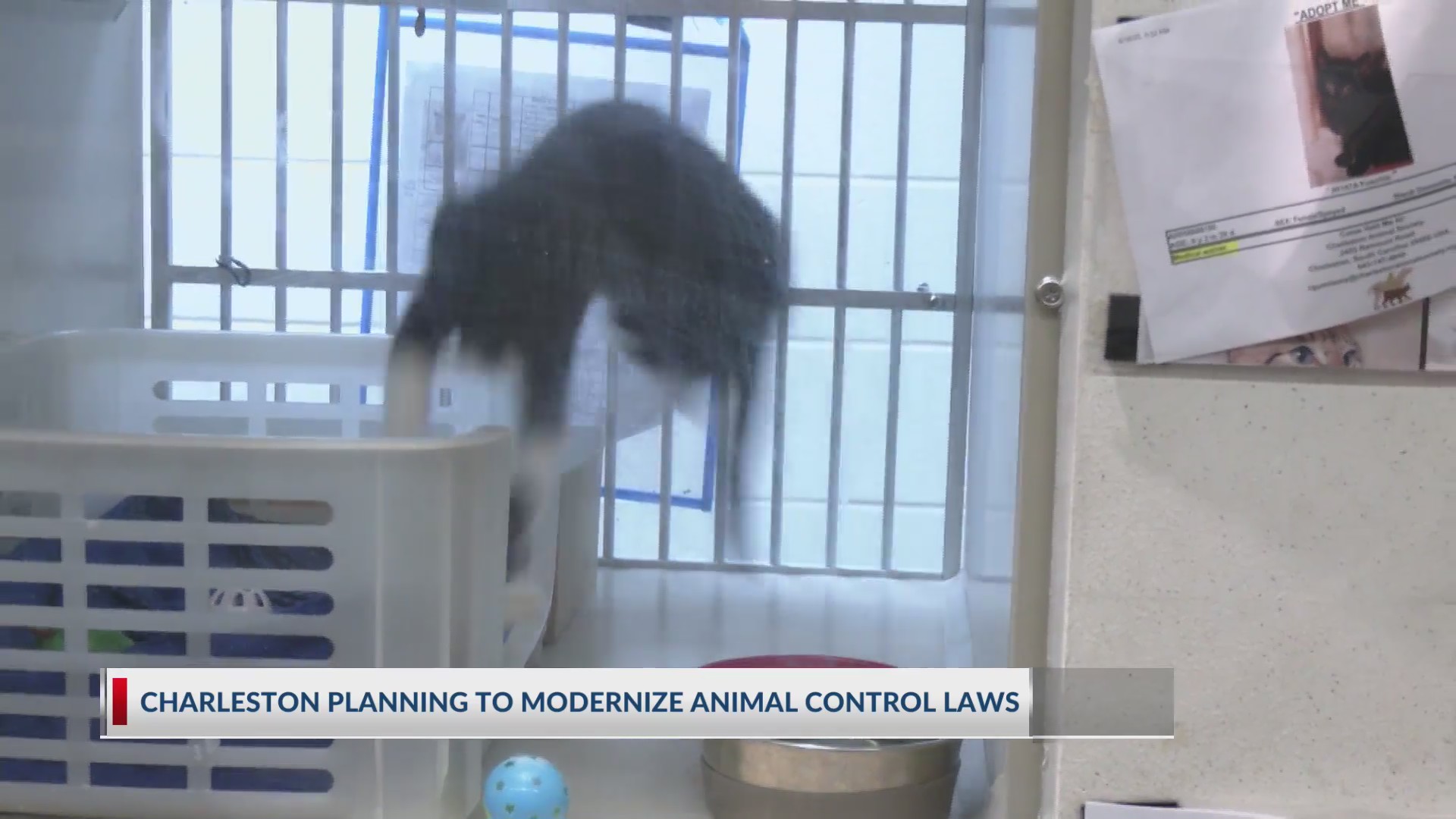 charleston-planning-to-modernize-animal-control-laws
