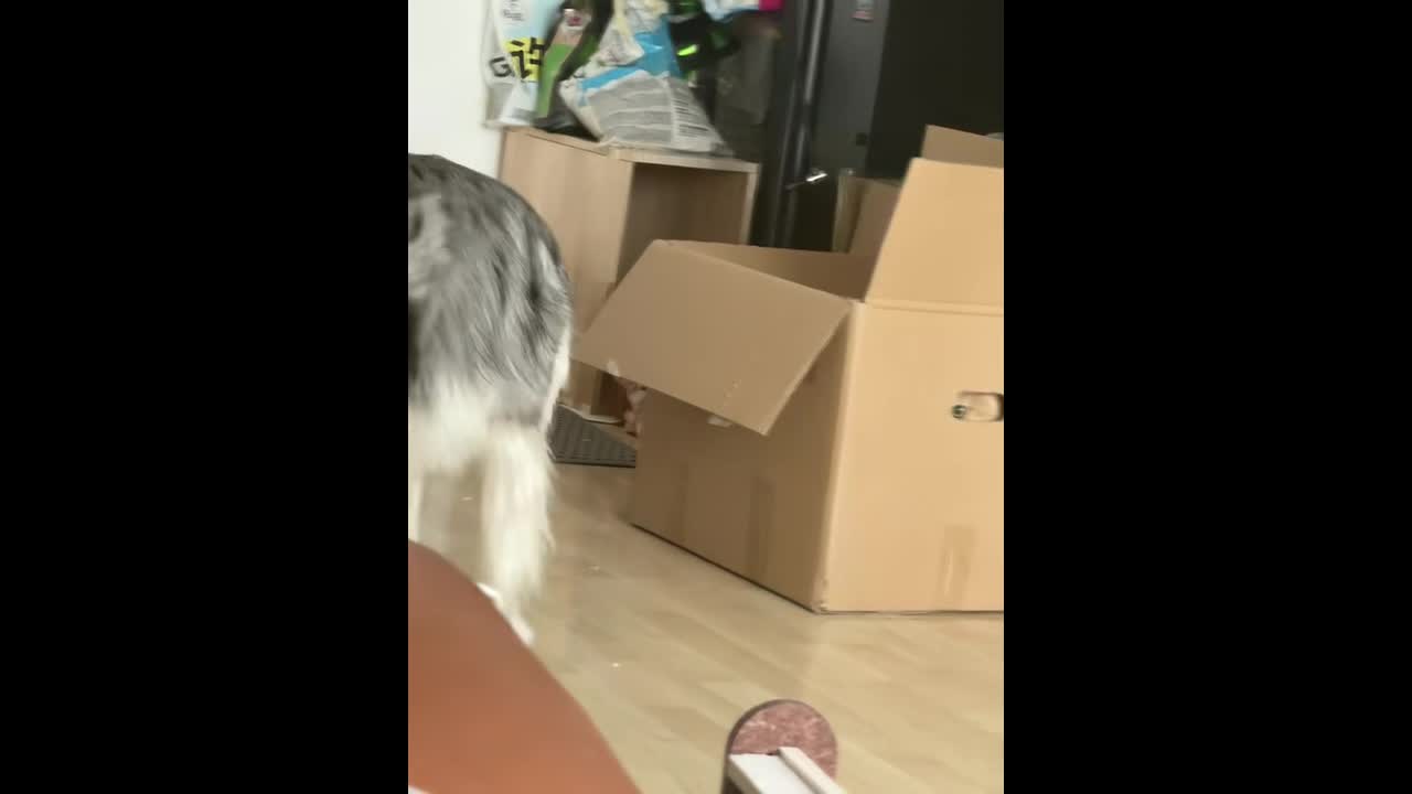 Cat stares through box hole at calm dog in Beijing, China