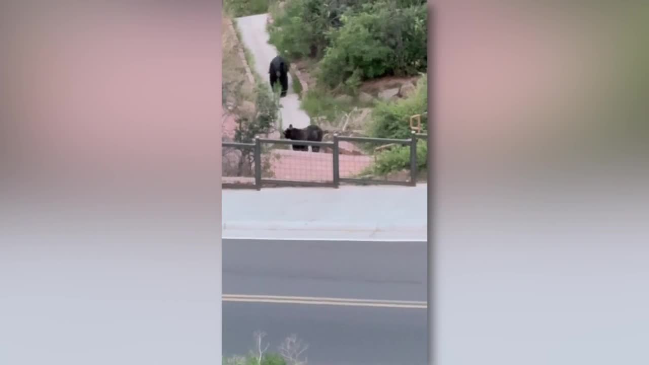 Bears join concertgoers at Red Rocks Amphitheatre | Full video