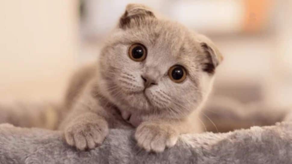 Which Cat Breeds Have Round Eyes: Top Adorable Feline Picks