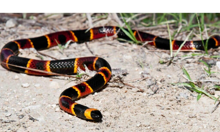 These Are the Most Venomous Snakes in North Carolina