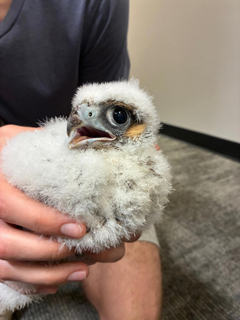 Peregrine falcon eggs found on downtown Cedar Rapids building, helped ...