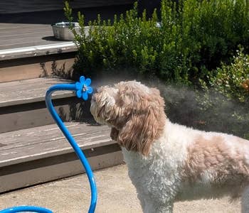 Dog enjoys a refreshing mist from a blue flower-shaped sprinkler in a garden setting