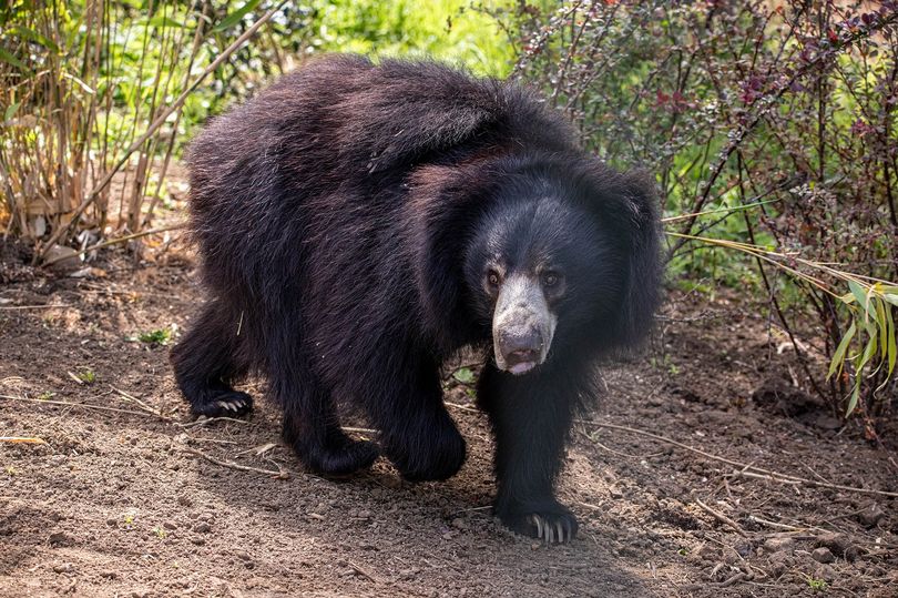 Edinburgh Zoo welcomes Scotland's first rare sloth bear into new habitat