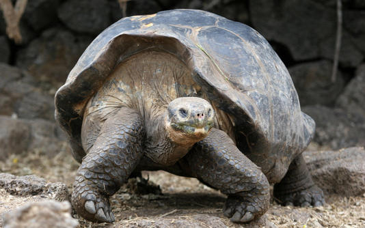 The Galapagos tortoise, which is a species of turtle, has a remarkably long lifespan and shows very low prevalence of cancer - RODRIGO BUENDIA/AFP via Getty Images