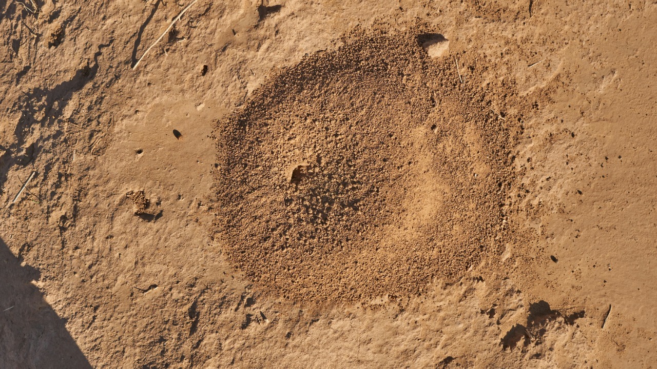 Ancient Martian Magnetic Fields