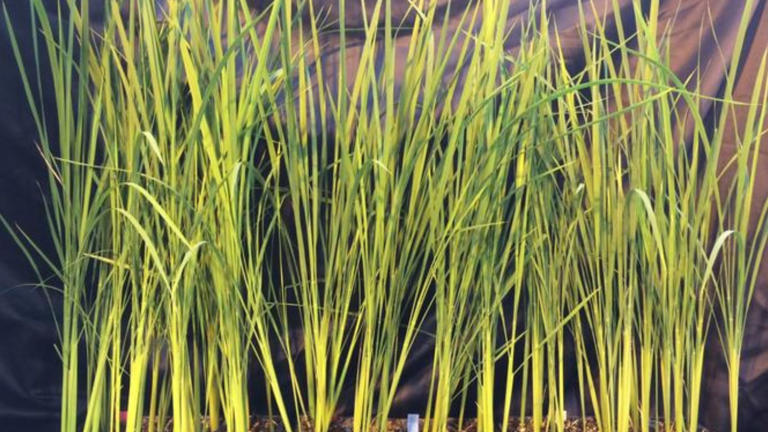 Moon-rice: Super-dwarf plant developed to feed astronauts on deep space ...