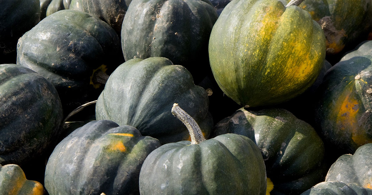10 Gardening Tips For Growing High Yields Of Acorn Squash