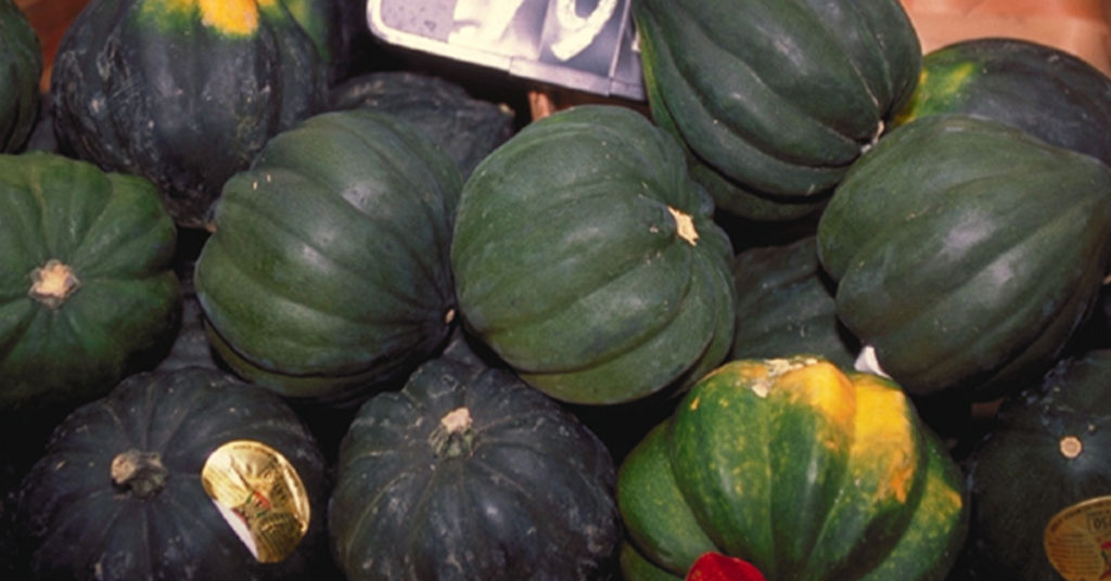 10 Gardening Tips For Growing High Yields Of Acorn Squash