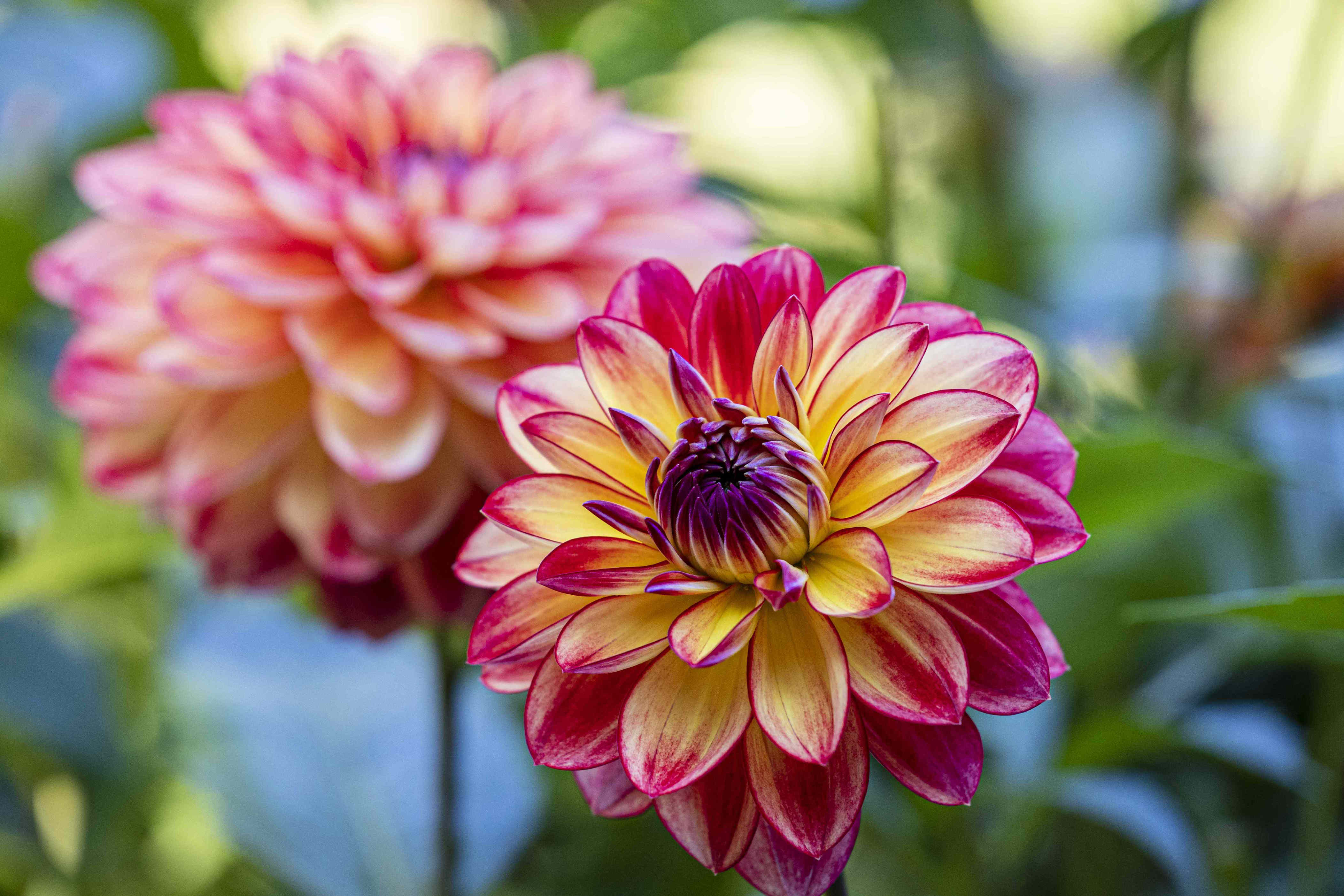 5 plants you should deadhead in October