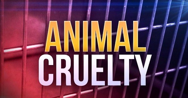 Charles County man pleads guilty to cruelty