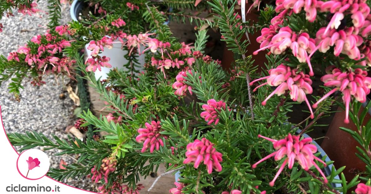 Questa pianta sembra rosmarino finché non si riempie di fiori rosa