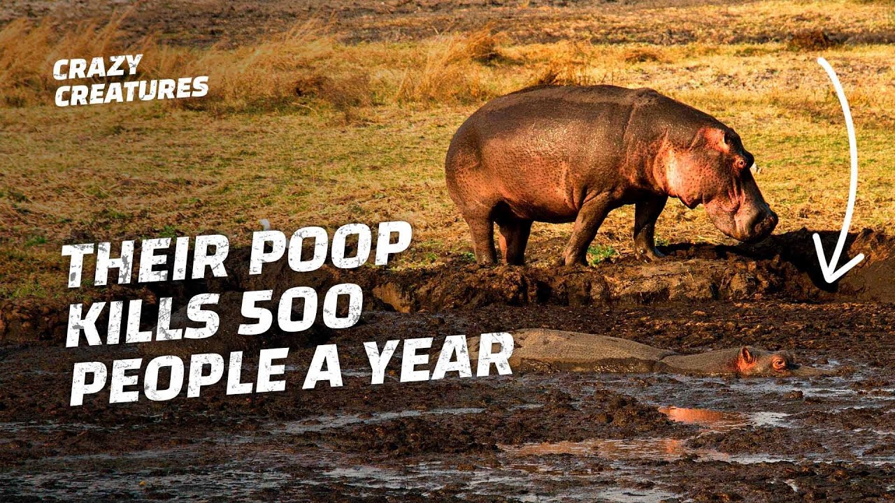 Why Hippo Poop Is Surprisingly Deadly
