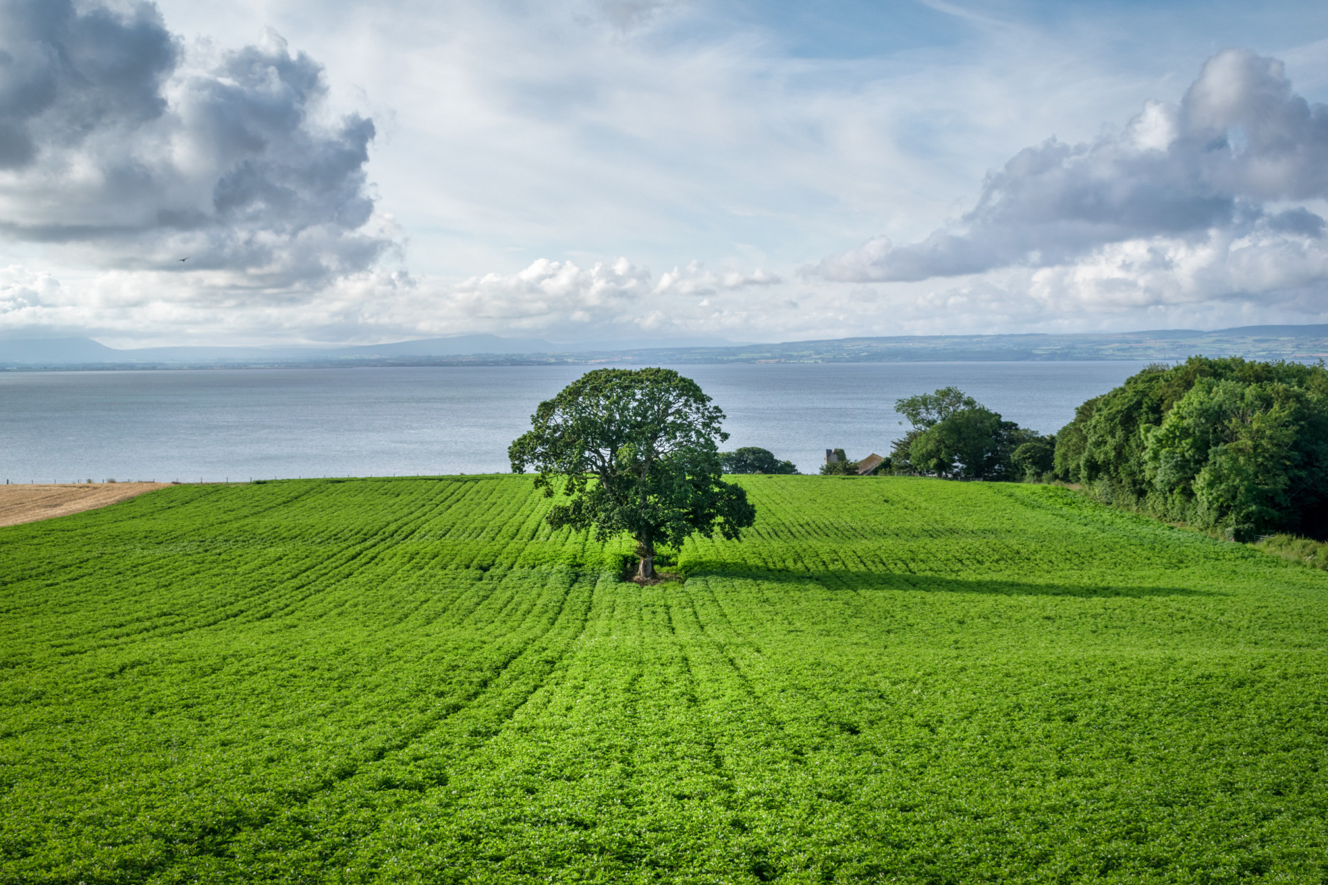 the-ugly-history-of-the-irish-potato-famine