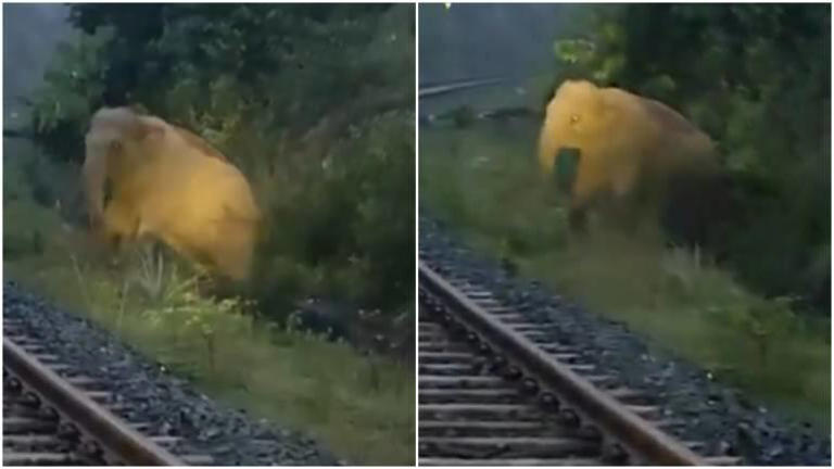 Union minister shares video of elephant giving birth on railway tracks, train stops for 2 hours