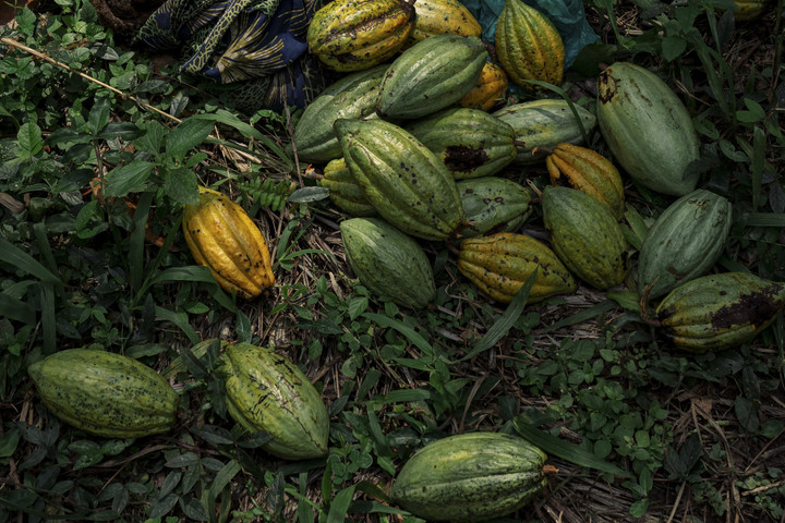 Harga CPO Januari 2026 Turun Akibat Produksi Malaysia Meningkat