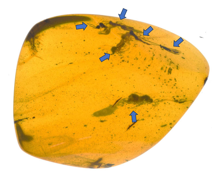 琥珀にハチ化石6匹確認、新種か 岩手の白亜紀地層