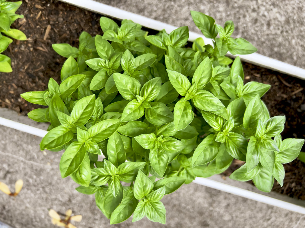 Got Extra Basil In Your Garden? Here's How To Dry It Without Ruining It