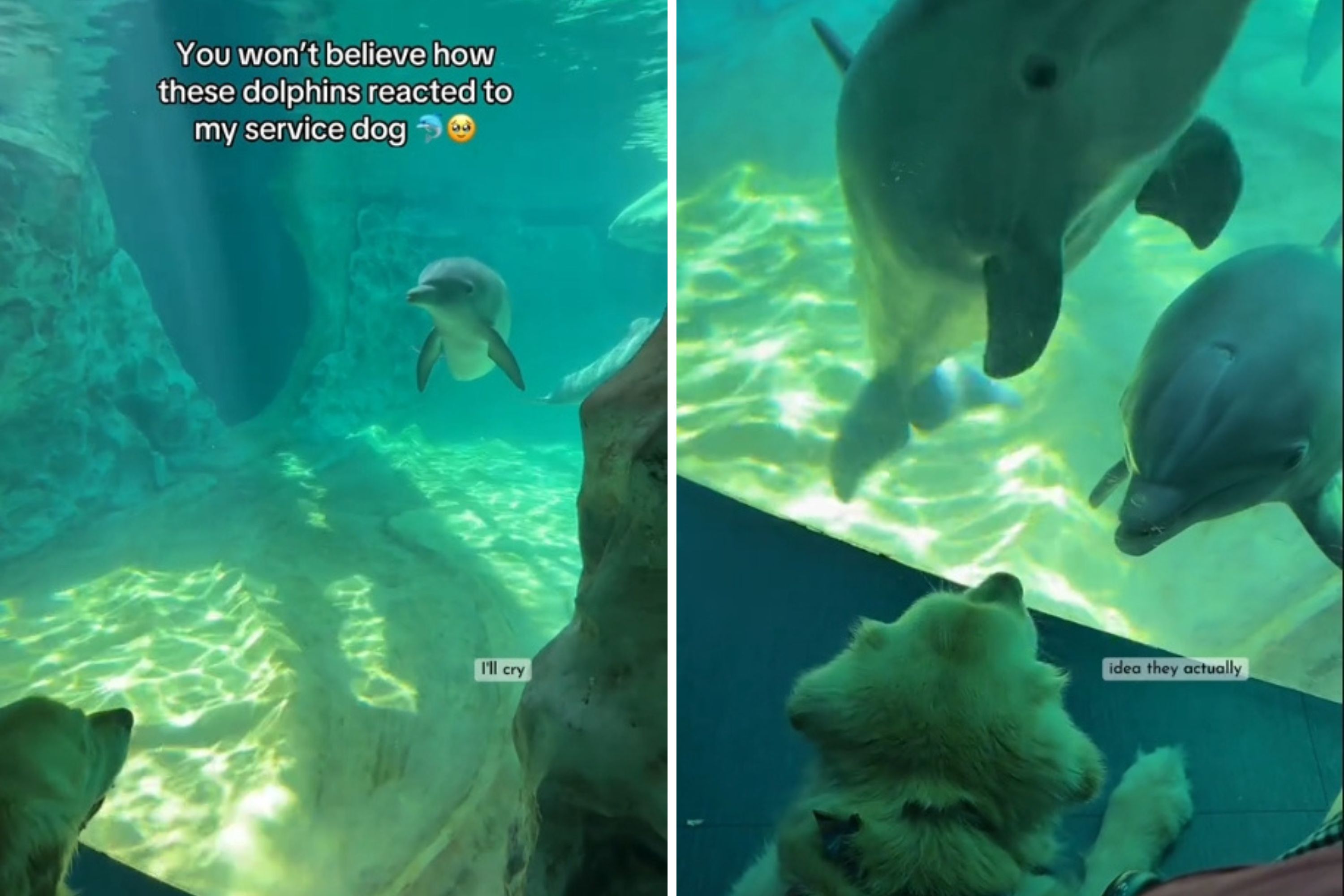 Service dog visits aquarium, dolphins' "special" response says it all