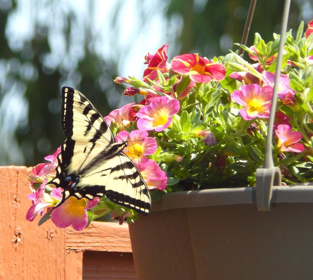 10 Container Garden Watering Tips