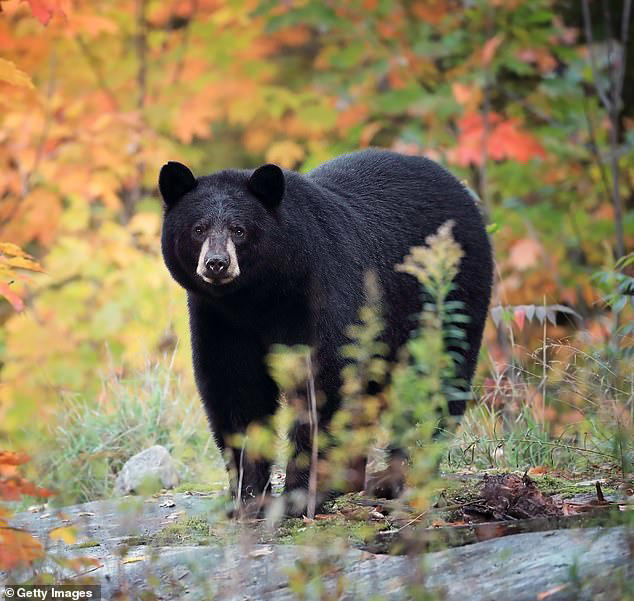 Female hiker reveals incredible trick she used to fight off bear in