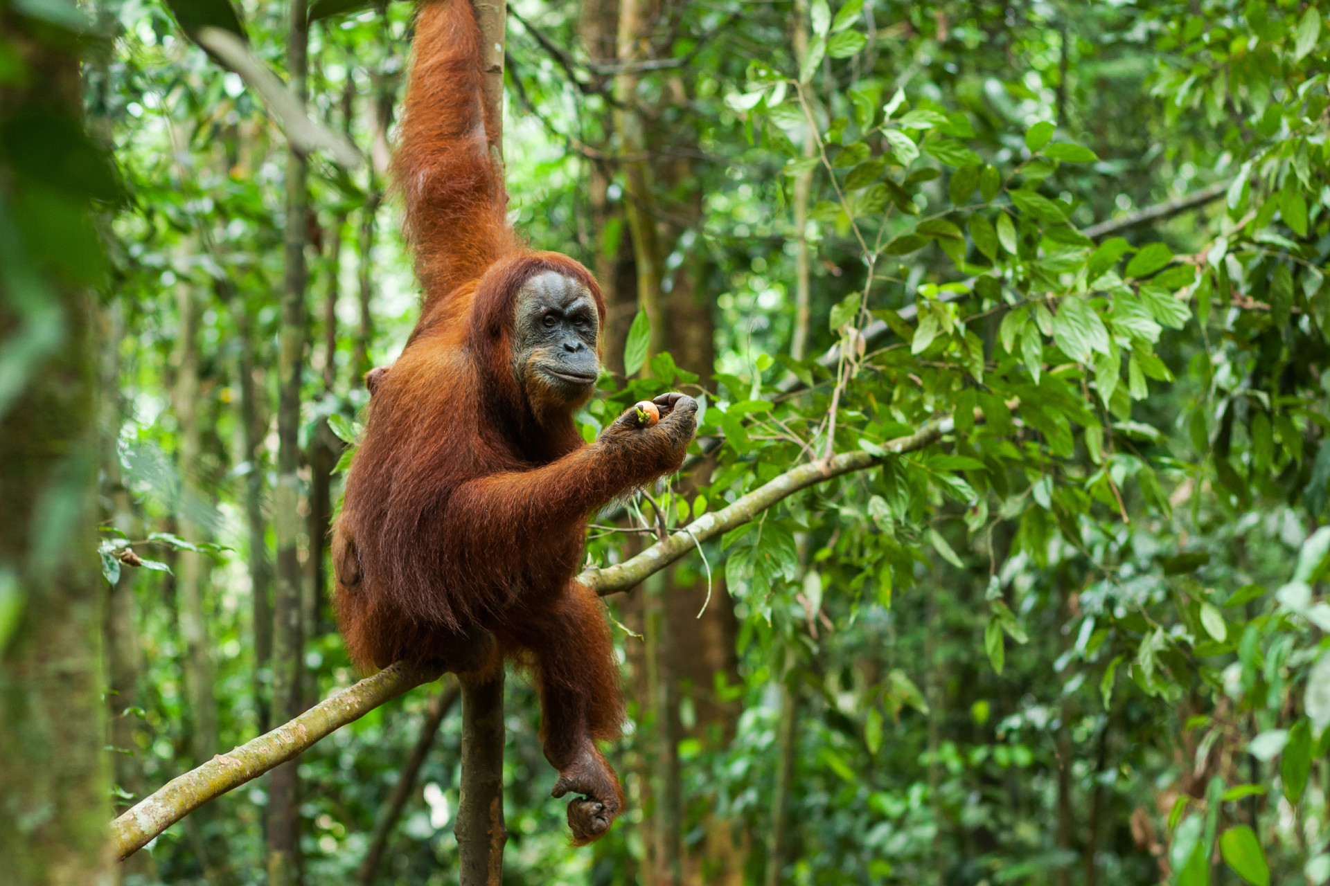 The life of the tree-dwelling orangutan