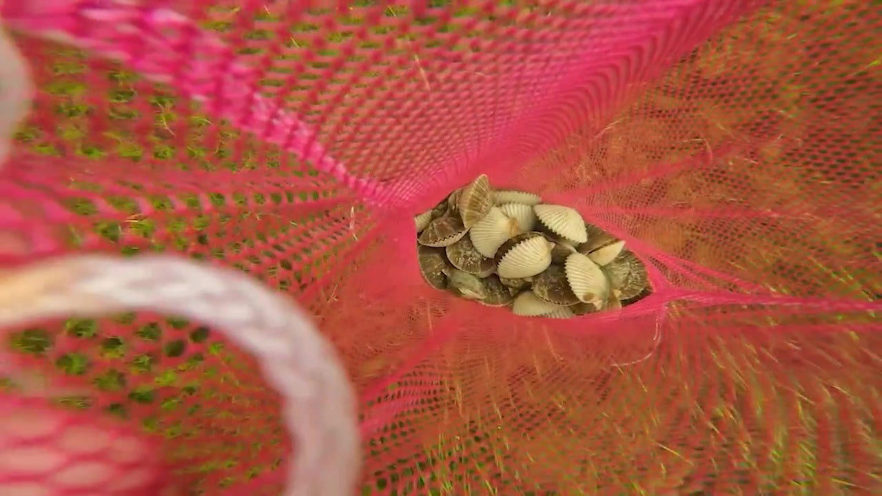 Pasco County scallop season suspended after toxins detected: FWC Pasco County scallop season suspended after toxins detected: FWC