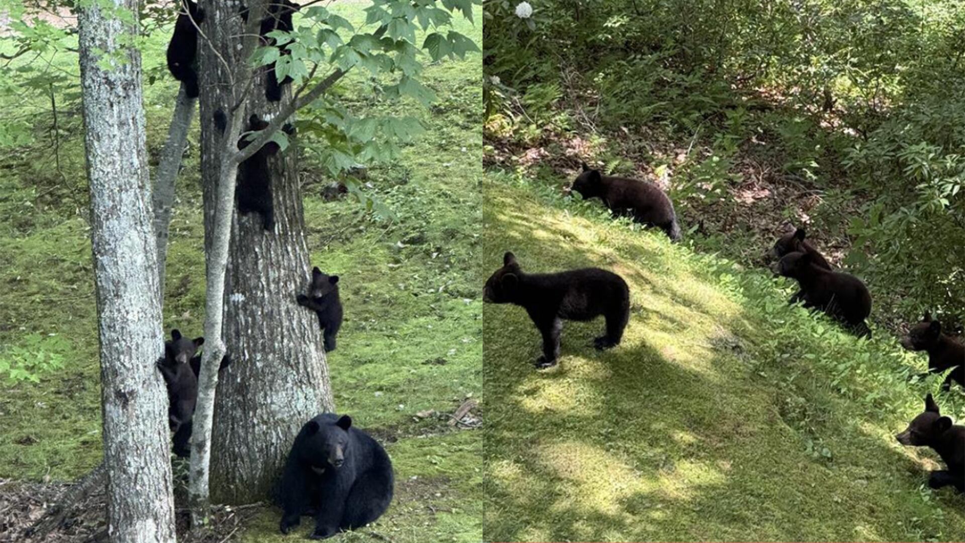 Mama bear, cubs seen strolling through yard in Western North Carolina(02)